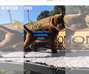German Shepherd Dog Dogs for adoption in Stockton, CA, USA