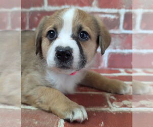 Collie-German Shepherd Dog Mix Dogs for adoption in Lakewood, CO, USA