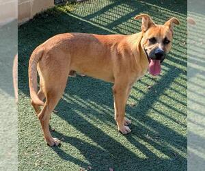 Labrador Retriever-Unknown Mix Dogs for adoption in Rockwall, TX, USA