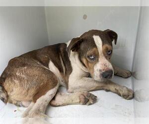 Australian Shepherd-Unknown Mix Dogs for adoption in Augusta, GA, USA