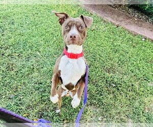 American Pit Bull Terrier-Unknown Mix Dogs for adoption in Westwood, NJ, USA