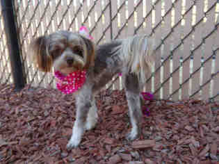 Lhasa Apso Dogs for adoption in Norco, CA, USA