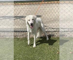 Labrador Retriever-Unknown Mix Dogs for adoption in Pasadena, TX, USA