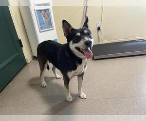 Australian Kelpie-Unknown Mix Dogs for adoption in Pasadena, CA, USA