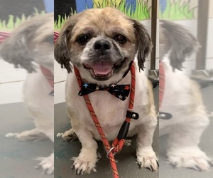 Lhasa Apso Dogs for adoption in Stroudsburg, PA, USA