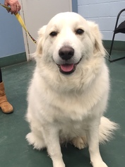 Golden Pyrenees Dogs for adoption in Monkton, MD, USA