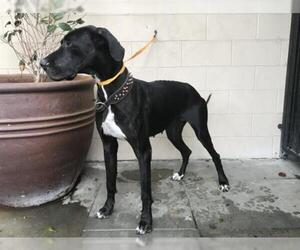 Great Dane Dogs for adoption in pomona, CA, USA