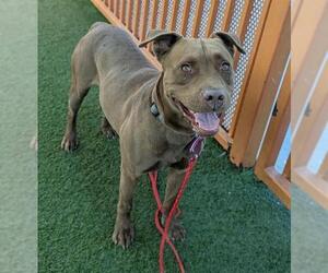 American Pit Bull Terrier-Unknown Mix Dogs for adoption in Las Vegas, NV, USA