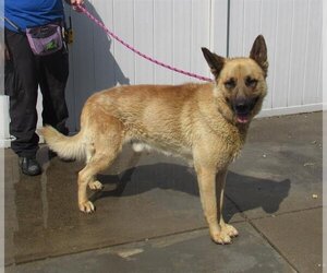 German Shepherd Dog Dogs for adoption in Louisville, KY, USA