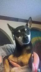 Miniature Pinscher-Unknown Mix Dogs for adoption in Midland, TX, USA