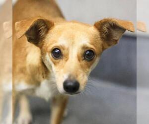 Mutt Dogs for adoption in San Antonio, TX, USA