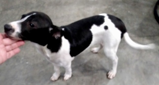 Medium Photo #1 Rat Terrier-Unknown Mix Puppy For Sale in Fort Wayne, IN, USA