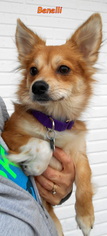 Chiranian Dogs for adoption in Oskaloosa, IA, USA