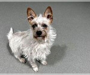 Cairn Terrier Dogs for adoption in Salinas, CA, USA