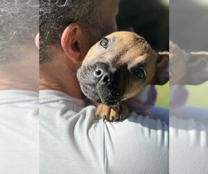 American Pit Bull Terrier Dogs for adoption in Studio City, CA, USA