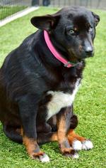 Pembroke Welsh Corgi Dogs for adoption in Little Elm, TX, USA