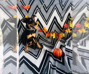 Chiweenie Dogs for adoption in Pleasanton, TX, USA