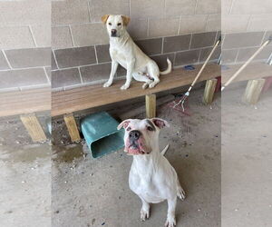 American Pit Bull Terrier Dogs for adoption in Pampa, TX, USA