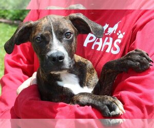 Mutt Dogs for adoption in Prattville, AL, USA