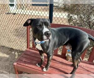 American Pit Bull Terrier Dogs for adoption in Fort Collins, CO, USA