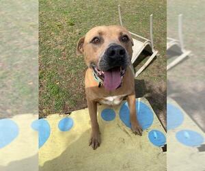 American Staffordshire Terrier Dogs for adoption in Ocala, FL, USA