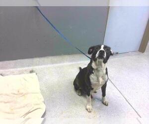 American Staffordshire Terrier-Australian Shepherd Mix Dogs for adoption in Tallahassee, FL, USA