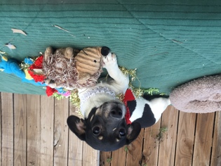 Rat Terrier Dogs for adoption in Del Rio, TX, USA
