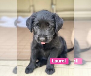 Labradoodle Dogs for adoption in Alexander, AR, USA