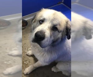 Great Pyrenees Dogs for adoption in Pierceton , IN, USA