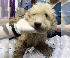Mutt Dogs for adoption in Riverside, CA, USA