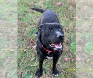 Mastador Dogs for adoption in Fredericksburg, VA, USA