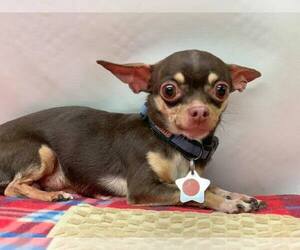 Chihuahua Dogs for adoption in Phoenix , AZ, USA