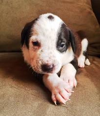 Beagle Dogs for adoption in DeLand, FL, USA