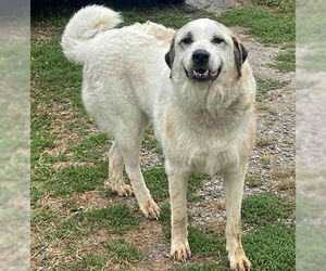 Great Pyrenees-Unknown Mix Dogs for adoption in Unionville, PA, USA
