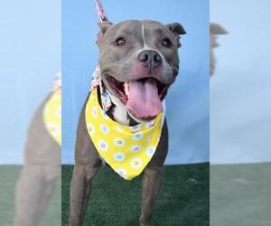 American Pit Bull Terrier Dogs for adoption in Bakersfield, CA, USA