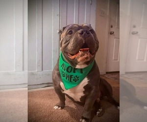 American Pit Bull Terrier-Unknown Mix Dogs for adoption in Germantown, OH, USA