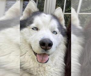 Alaskan Malamute Dogs for adoption in La Mesa, CA, USA