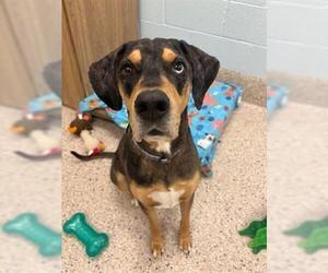Catahoula Leopard Dog Dogs for adoption in Brighton, CO, USA