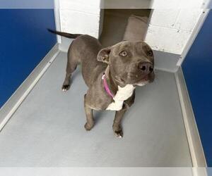 American Pit Bull Terrier-Unknown Mix Dogs for adoption in Visalia, CA, USA