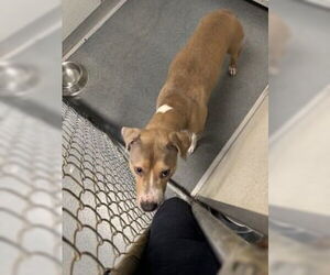 American Pit Bull Terrier Dogs for adoption in Glen Allen, VA, USA