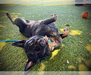 Mutt Dogs for adoption in Orlando, FL, USA