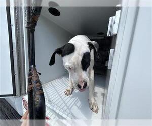 American Pit Bull Terrier Dogs for adoption in Houston, TX, USA