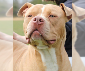 American Pit Bull Terrier-Bulldog Mix Dogs for adoption in Stafford, VA, USA