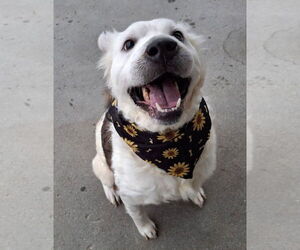 Australian Kelpie-Unknown Mix Dogs for adoption in Polson, MT, USA