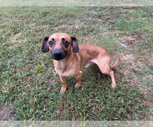 Dachshund-Unknown Mix Dogs for adoption in Grovetown, GA, USA