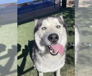 Siberian Husky Dogs for adoption in HESPERIA, CA, USA