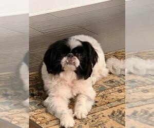 Japanese Chin Dogs for adoption in Sanford, FL, USA