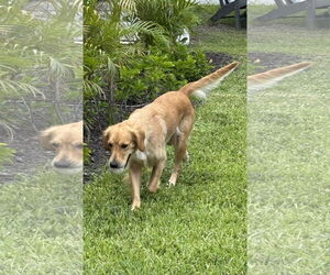 Golden Retriever Dogs for adoption in Valrico, FL, USA