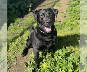 Labrador Retriever Dogs for adoption in Modesto, CA, USA
