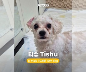 Bichon Frise Dogs for adoption in Agoura Hills, CA, USA